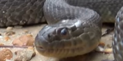 Macon snake